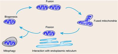 Mitochondrial Dynamics: Pathogenesis and Therapeutic Targets of Vascular Diseases